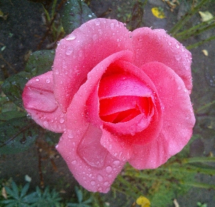 Plant flower petal summer Photo