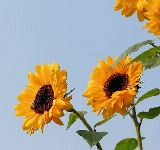 Foto Estructura planta campo flor