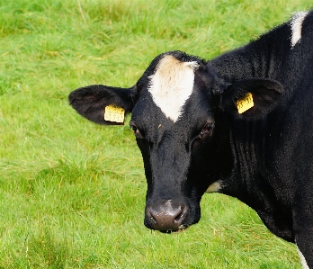 Grass field meadow animal Photo