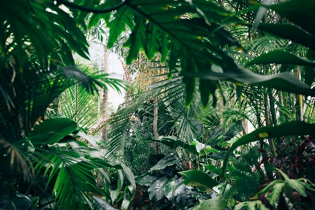 木 自然 森 荒野
 写真