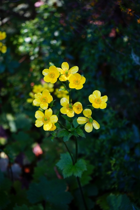 Naturaleza florecer planta luz de sol