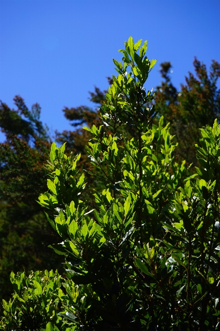 Pohon alam rumput cabang