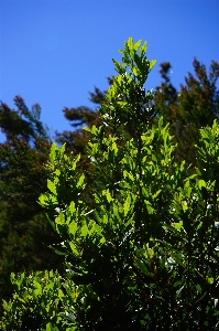 Tree nature grass branch Photo