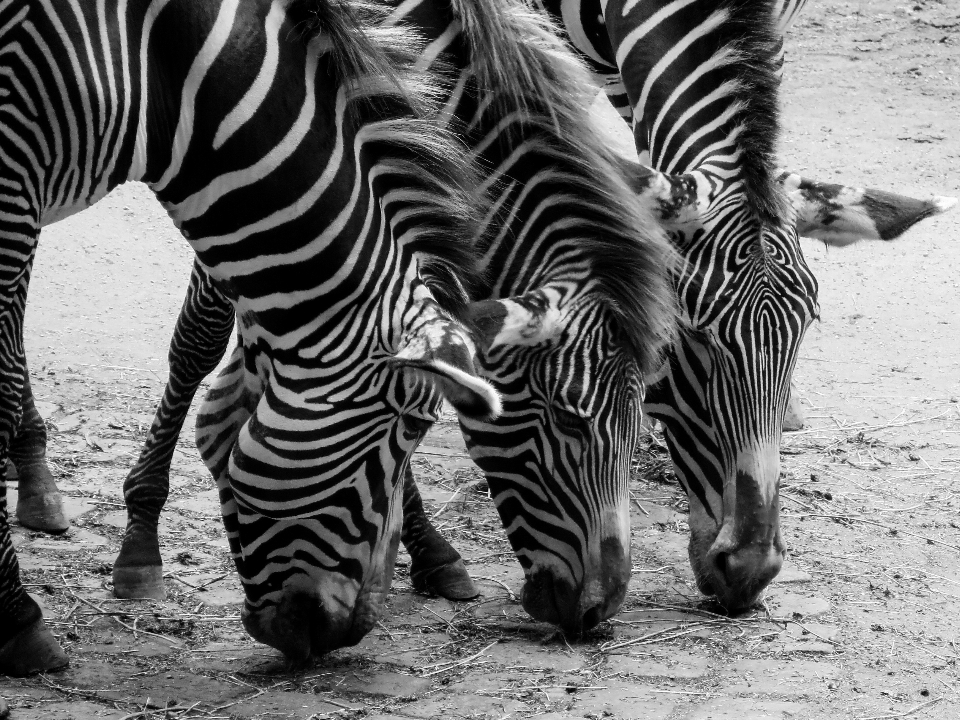 Black and white wildlife zoo mammal