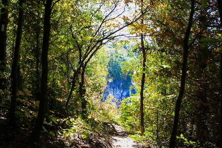 Foto Paisagem árvore natureza floresta