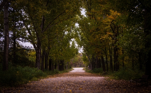 Landscape tree nature forest Photo