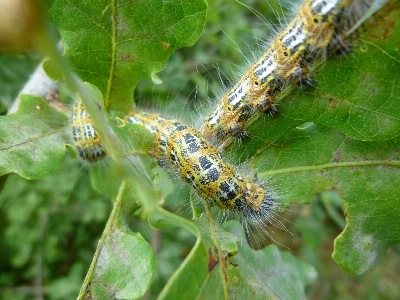 Track wildlife insect moth Photo