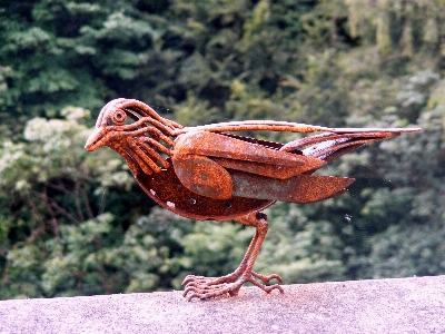 鳥 壁 野生動物 さび 写真