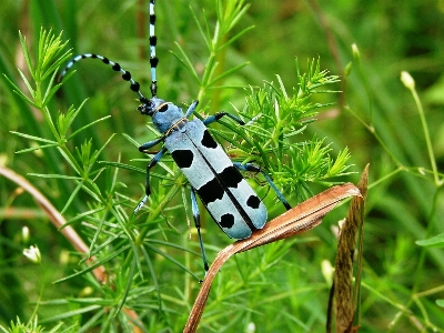 Nature forest grass branch Photo