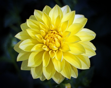 Blossom plant flower petal Photo