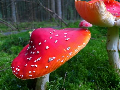 Nature forest leaf flower Photo