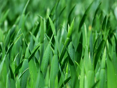 Nature grass plant lawn Photo