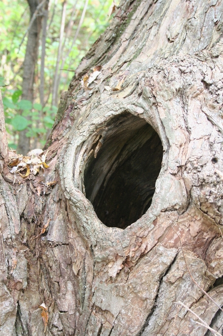 Baum natur zweig anlage