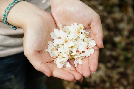 Foto Mano pianta fotografia fiore