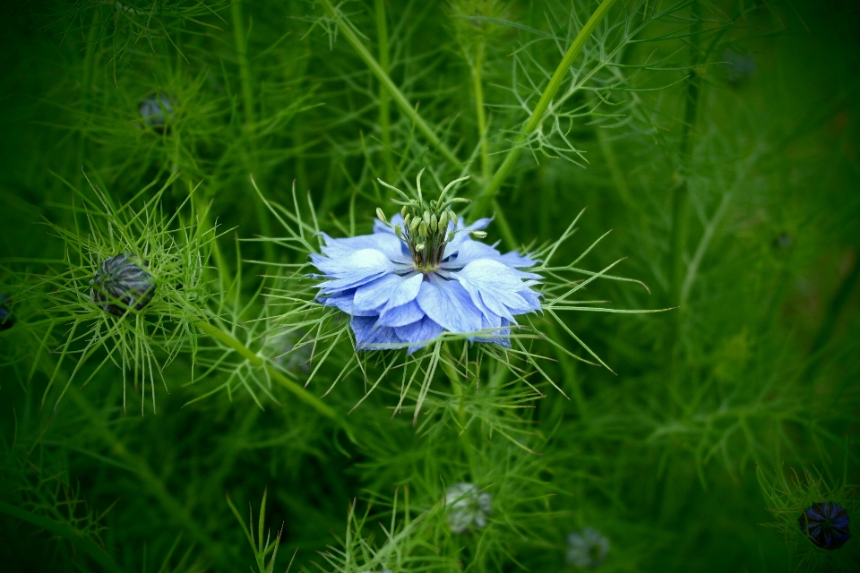 Nature grass plant field