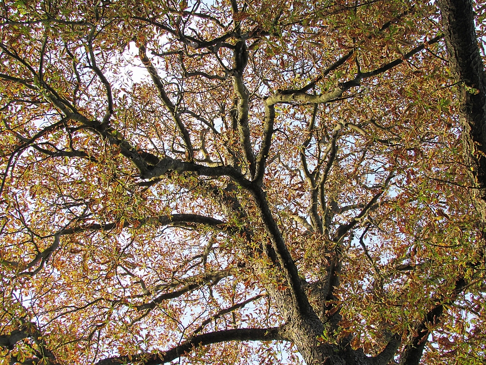 Arbre forêt bifurquer fleurir