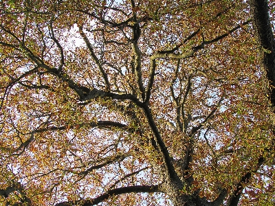 Tree forest branch blossom Photo