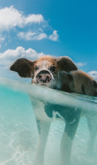 Sea water animal underwater