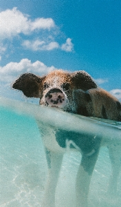 Sea water animal underwater Photo