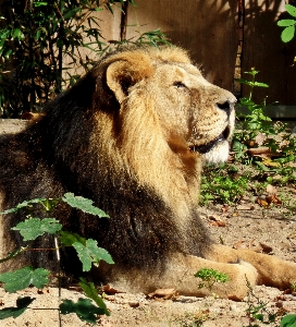 Zdjęcie Zwierzę dzikiej przyrody ogród zoologiczny kot