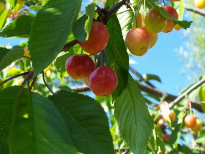 木 ブランチ 植物 フルーツ 写真