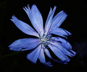 Blossom plant flower petal Photo