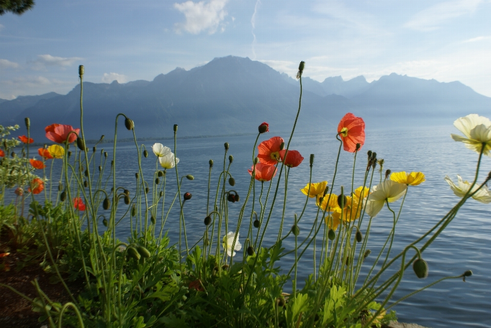 Mer nature herbe fleurir