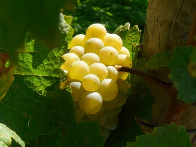 Nature plant grape vine Photo