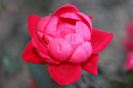 Blossom plant stem leaf Photo