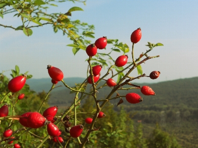 Foto Albero natura ramo fiore