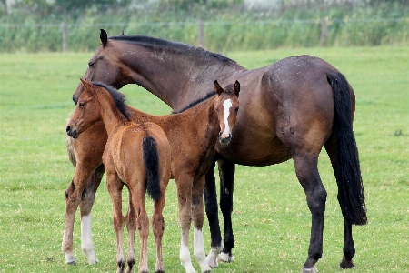 Animal pasture grazing horse Photo