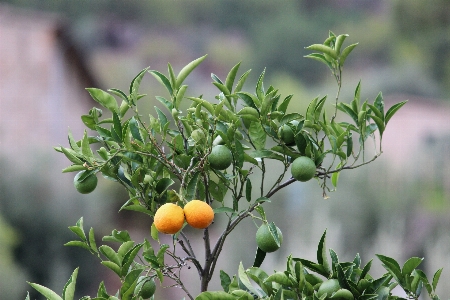 Tree branch plant fruit Photo