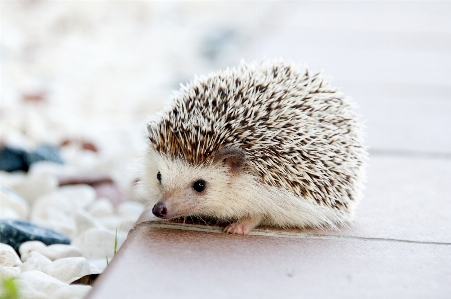 Foto Animal bonitinho bicho de estimação pequeno