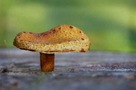 Foto Natura foresta gruppo crescita