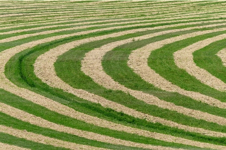 Landscape nature grass plant Photo