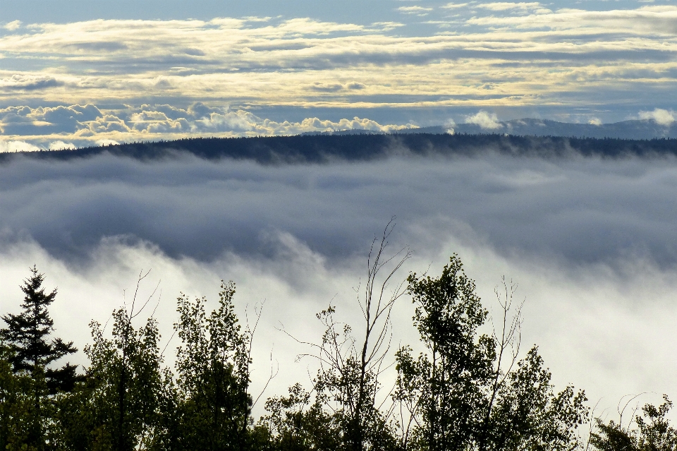 Krajobraz drzewo natura na wolnym powietrzu