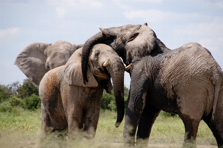 Adventure animal wildlife herd Photo