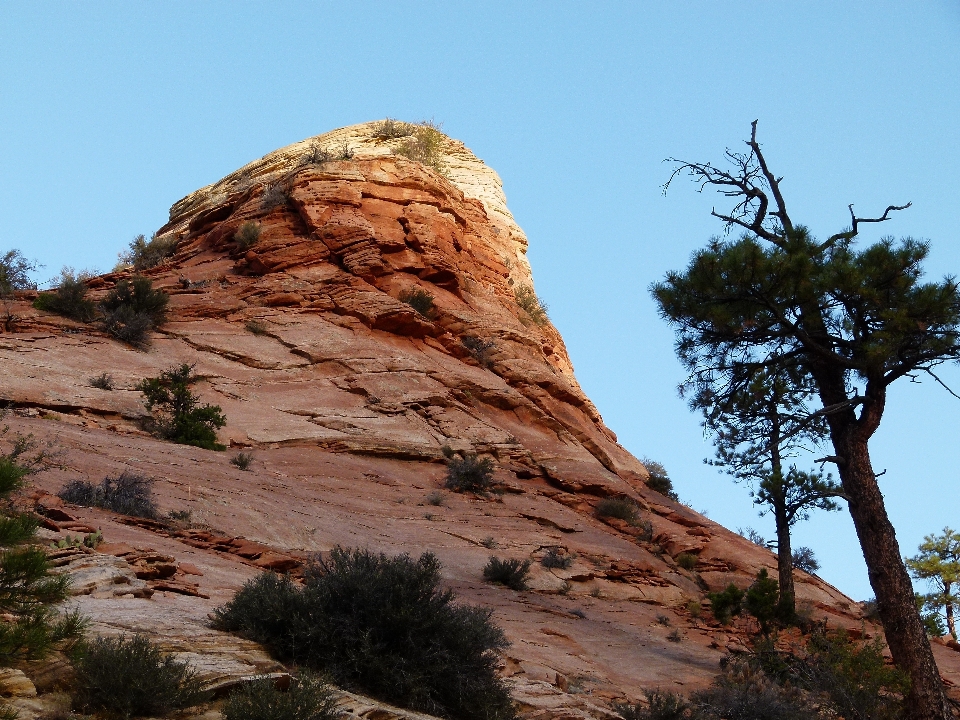 Paisaje árbol rock desierto
