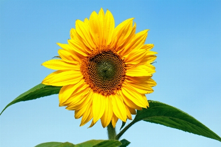 Blossom plant field flower Photo