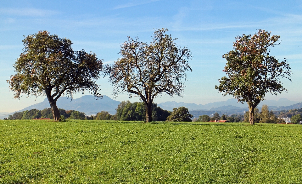 Paisaje árbol naturaleza césped