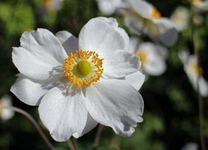 Foto Naturaleza florecer planta blanco