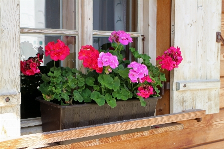 Plant wood flower window Photo