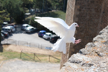 Foto Uccello ala bianco marino
