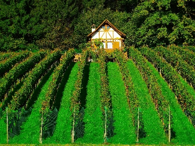 Nature vineyard field farm Photo