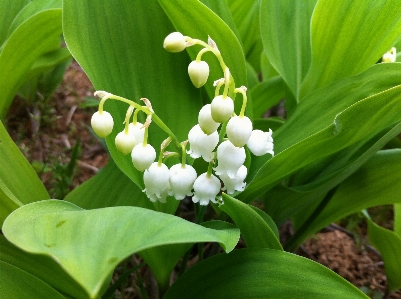 自然 植物 叶子 花 照片