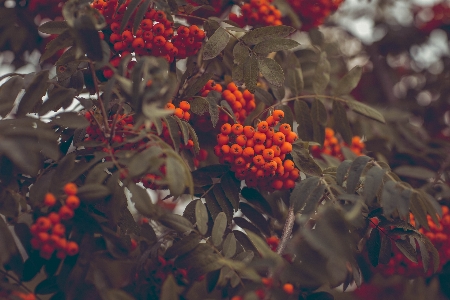 Plant leaf flower orange Photo