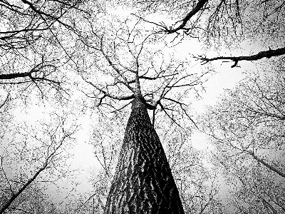 Tree branch winter black and white Photo