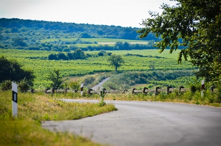 Landscape tree nature forest Photo