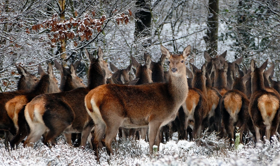 Nature forest snow cold