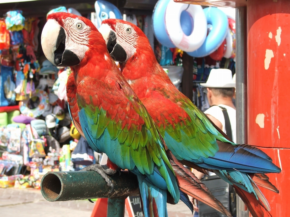 Vogel grün rot schnabel